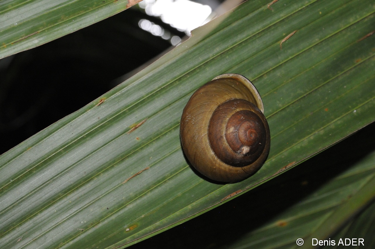 DSC_5640  Stylodonta studeriana coco de mer snail_tn.jpg